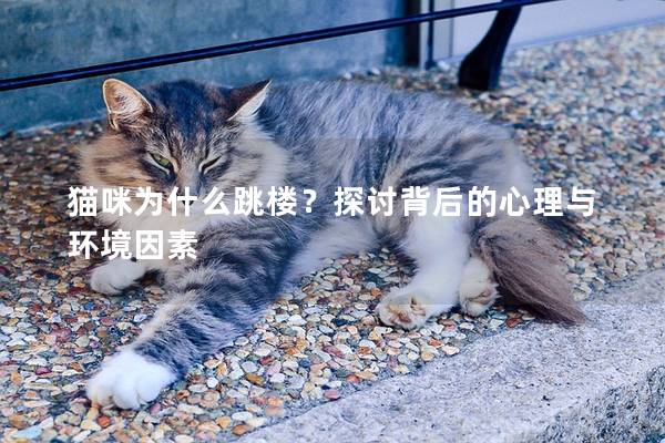 猫咪为什么跳楼？探讨背后的心理与环境因素