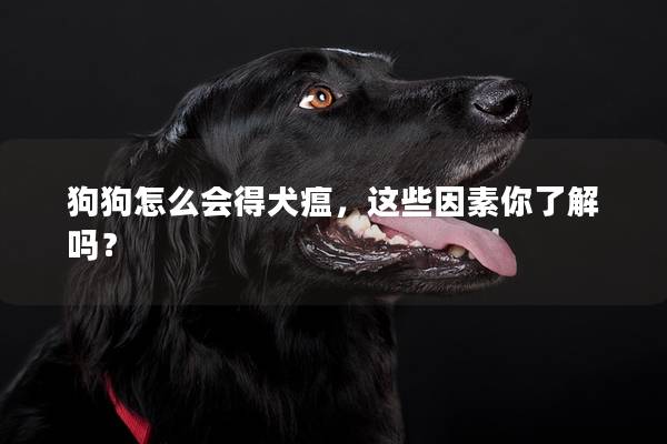 狗狗怎么会得犬瘟，这些因素你了解吗？