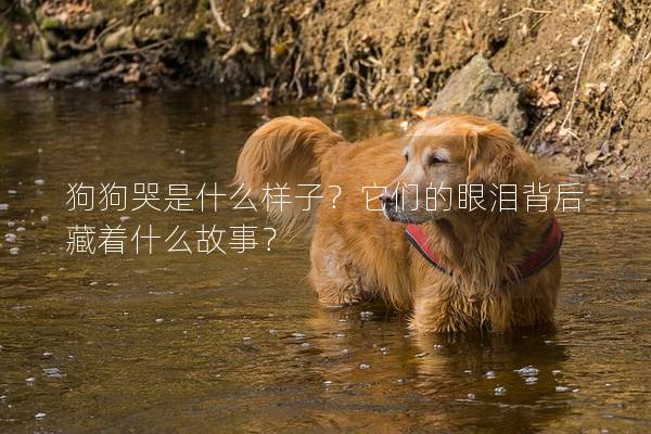 狗狗哭是什么样子？它们的眼泪背后藏着什么故事？