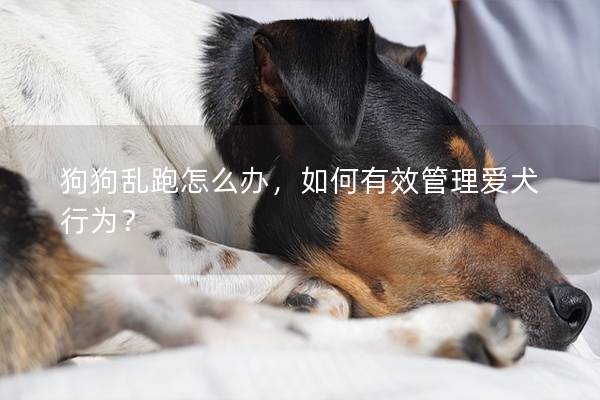 狗狗乱跑怎么办，如何有效管理爱犬行为？