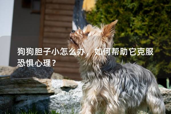 狗狗胆子小怎么办，如何帮助它克服恐惧心理？