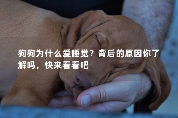 狗狗为什么爱睡觉？背后的原因你了解吗，快来看看吧