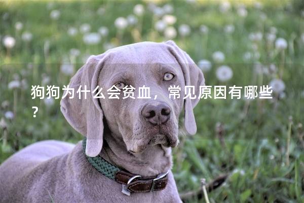 狗狗为什么会贫血，常见原因有哪些？