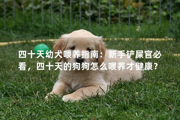四十天幼犬喂养指南：新手铲屎官必看，四十天的狗狗怎么喂养才健康？