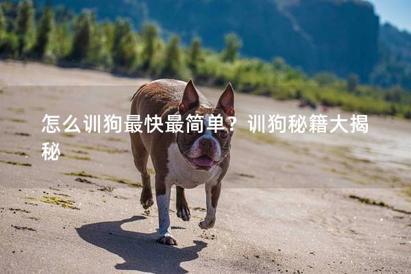 怎么训狗最快最简单？训狗秘籍大揭秘
