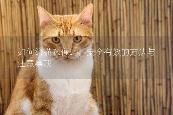 如何给猫咪催吐，安全有效的方法与注意事项