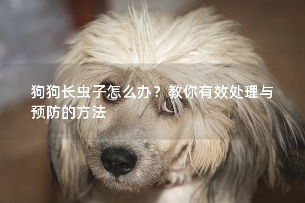 狗狗长虫子怎么办？教你有效处理与预防的方法