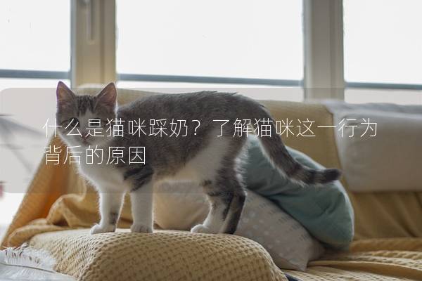 什么是猫咪踩奶？了解猫咪这一行为背后的原因