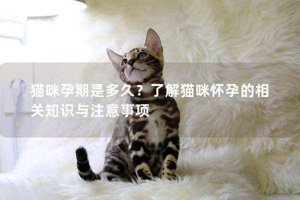 猫咪孕期是多久？了解猫咪怀孕的相关知识与注意事项