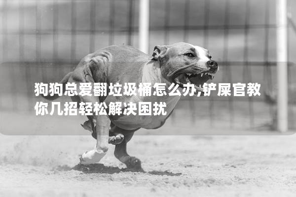 狗狗总爱翻垃圾桶怎么办,铲屎官教你几招轻松解决困扰