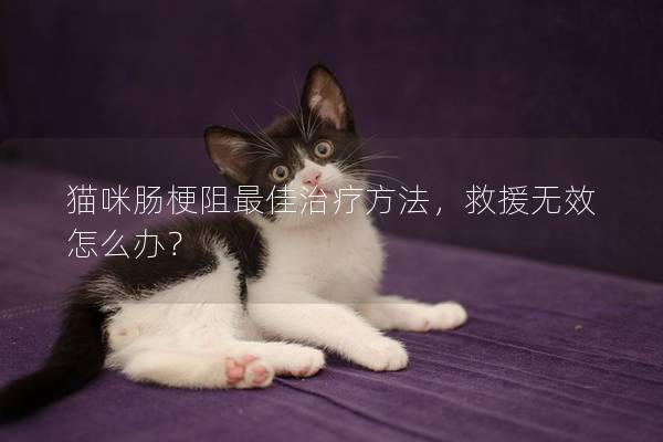 猫咪肠梗阻最佳治疗方法，救援无效怎么办？