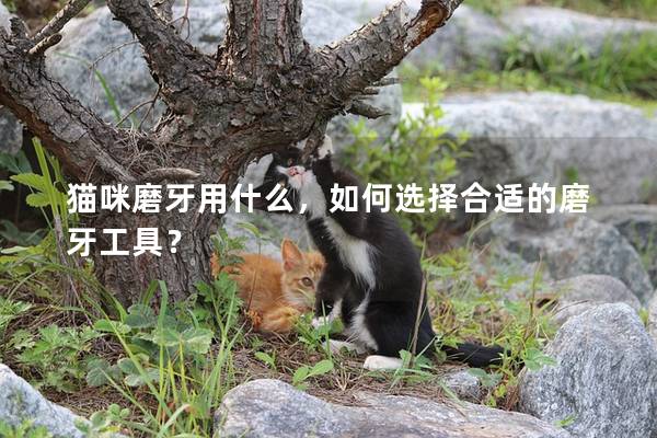 猫咪磨牙用什么，如何选择合适的磨牙工具？