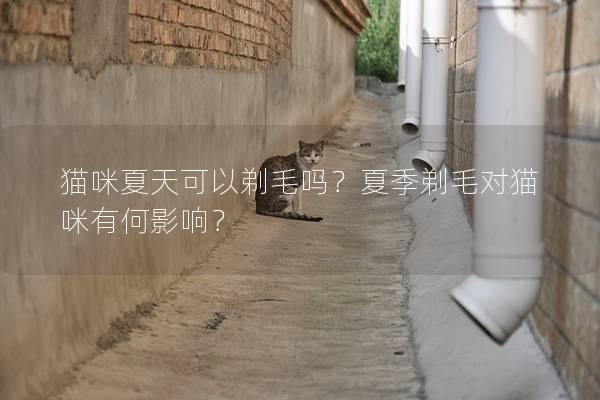 猫咪夏天可以剃毛吗？夏季剃毛对猫咪有何影响？