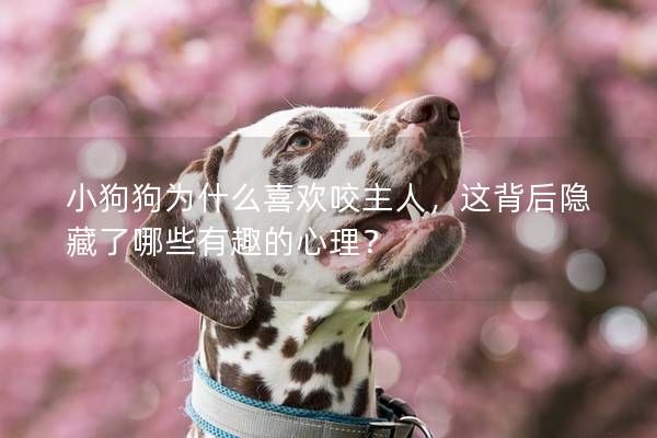 小狗狗为什么喜欢咬主人，这背后隐藏了哪些有趣的心理？