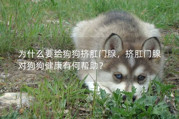 为什么要给狗狗挤肛门腺，挤肛门腺对狗狗健康有何帮助？