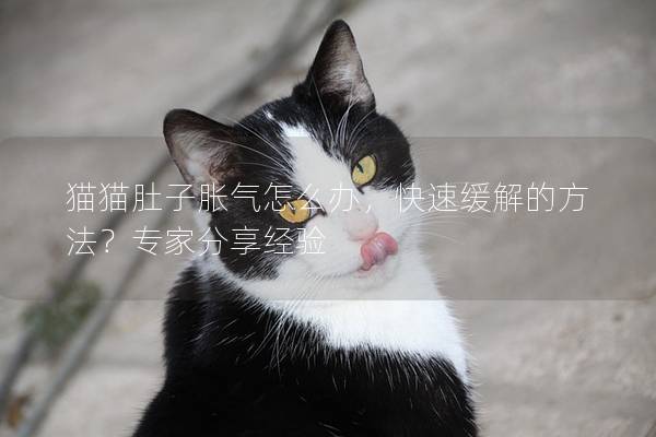 猫猫肚子胀气怎么办，快速缓解的方法？专家分享经验
