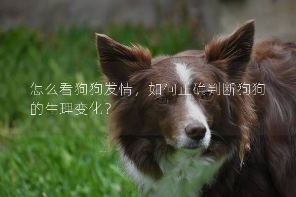 怎么看狗狗发情，如何正确判断狗狗的生理变化？