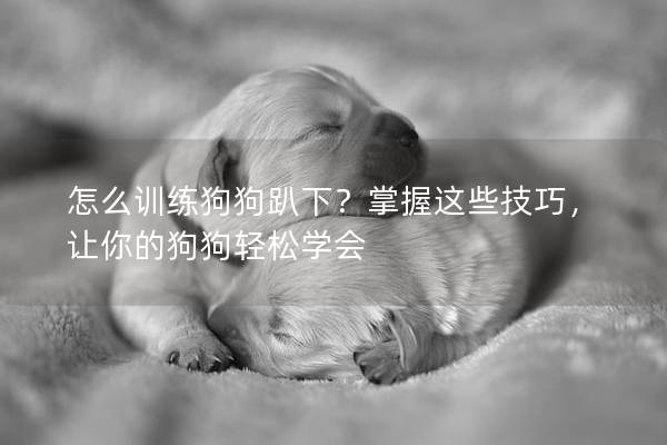 怎么训练狗狗趴下？掌握这些技巧，让你的狗狗轻松学会