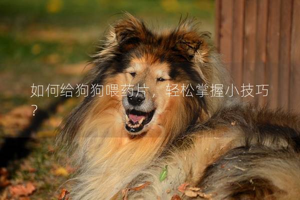 如何给狗狗喂药片，轻松掌握小技巧？