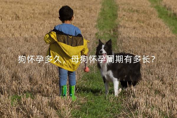 狗怀孕多久，母狗怀孕周期有多长？
