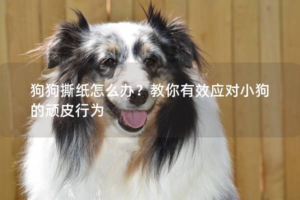 狗狗撕纸怎么办？教你有效应对小狗的顽皮行为