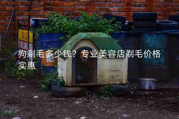 狗剃毛多少钱？专业美容店剃毛价格实惠