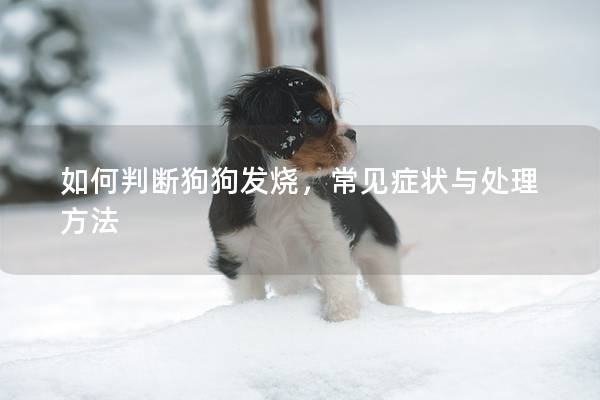 如何判断狗狗发烧，常见症状与处理方法