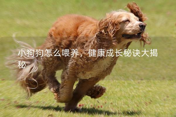 小狗狗怎么喂养，健康成长秘诀大揭秘