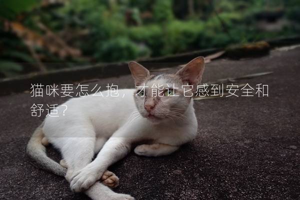猫咪要怎么抱，才能让它感到安全和舒适？
