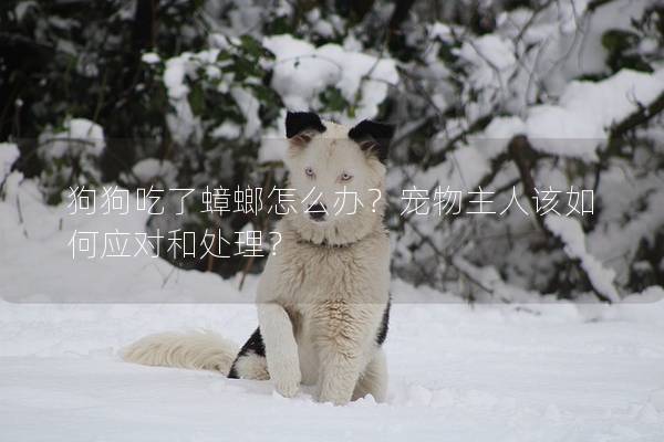 狗狗吃了蟑螂怎么办？宠物主人该如何应对和处理？