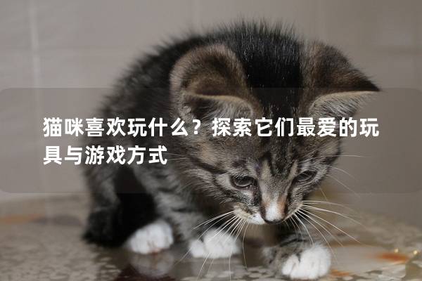 猫咪喜欢玩什么？探索它们最爱的玩具与游戏方式