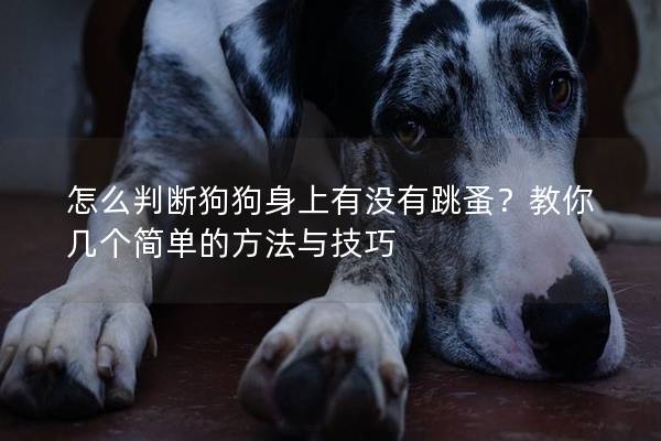 怎么判断狗狗身上有没有跳蚤？教你几个简单的方法与技巧