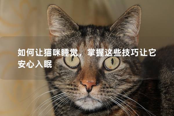 如何让猫咪睡觉，掌握这些技巧让它安心入眠