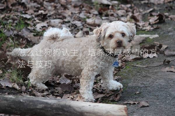 怎么让狗狗认主，培养深厚感情的方法与技巧