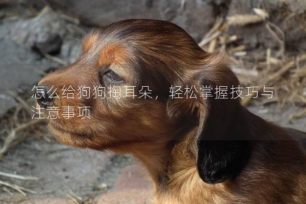 怎么给狗狗掏耳朵，轻松掌握技巧与注意事项