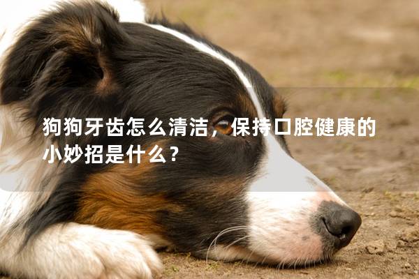 狗狗牙齿怎么清洁，保持口腔健康的小妙招是什么？