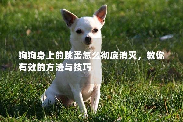 狗狗身上的跳蚤怎么彻底消灭，教你有效的方法与技巧