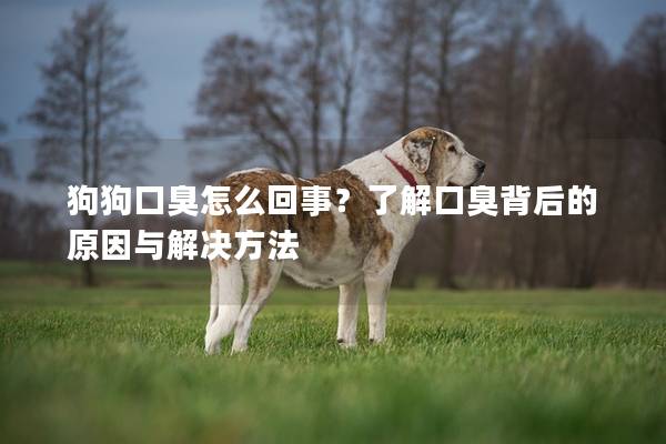 狗狗口臭怎么回事？了解口臭背后的原因与解决方法