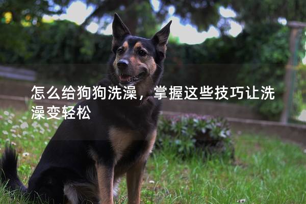 怎么给狗狗洗澡，掌握这些技巧让洗澡变轻松