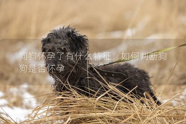 狗狗怀孕了有什么特征，如何判断狗狗是否怀孕