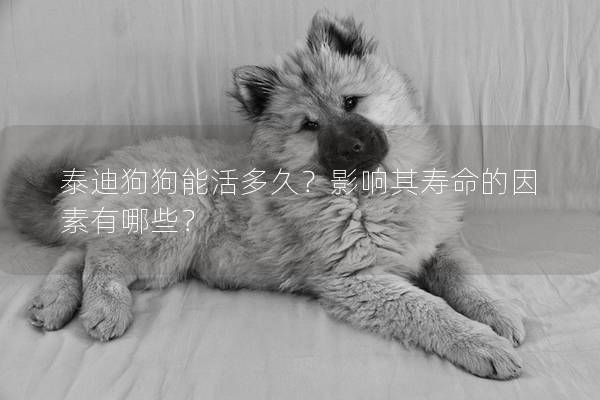 泰迪狗狗能活多久？影响其寿命的因素有哪些？