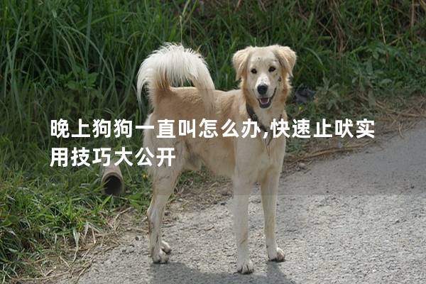 晚上狗狗一直叫怎么办,快速止吠实用技巧大公开