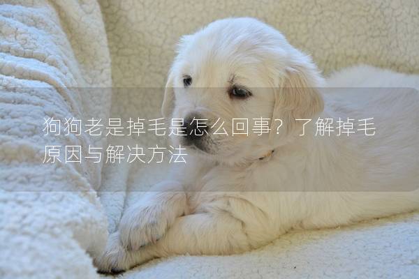 狗狗老是掉毛是怎么回事？了解掉毛原因与解决方法