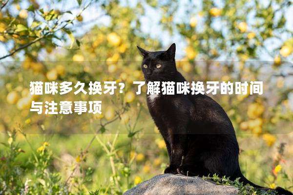 猫咪多久换牙？了解猫咪换牙的时间与注意事项