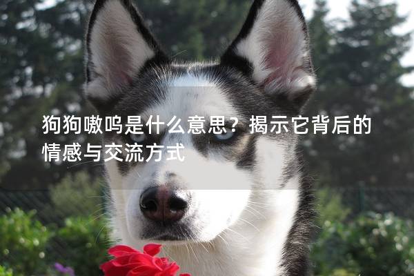 狗狗嗷呜是什么意思？揭示它背后的情感与交流方式