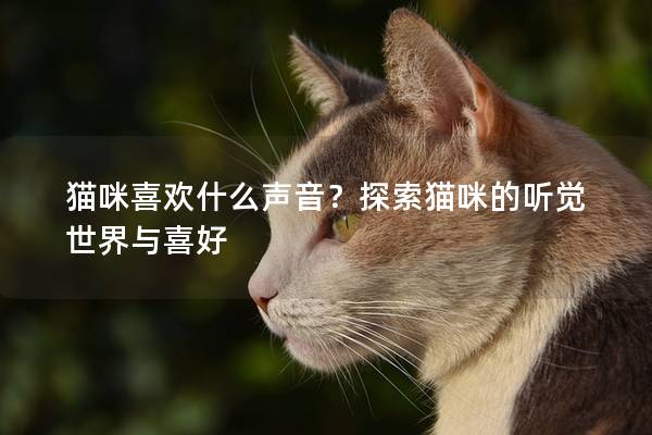 猫咪喜欢什么声音？探索猫咪的听觉世界与喜好