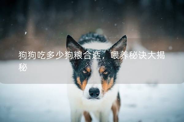 狗狗吃多少狗粮合适，喂养秘诀大揭秘