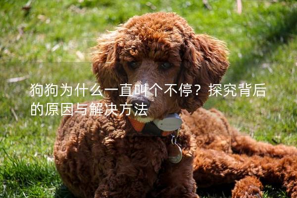 狗狗为什么一直叫个不停？探究背后的原因与解决方法