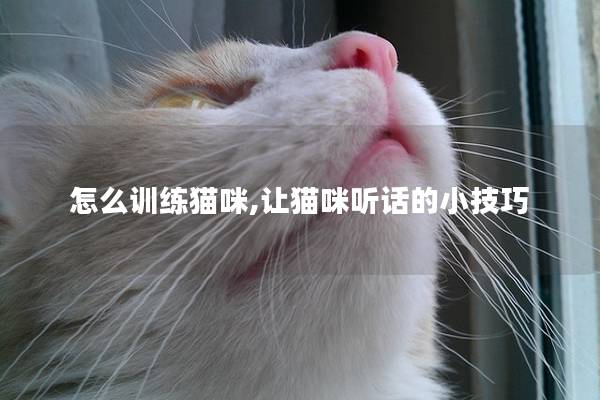 怎么训练猫咪,让猫咪听话的小技巧