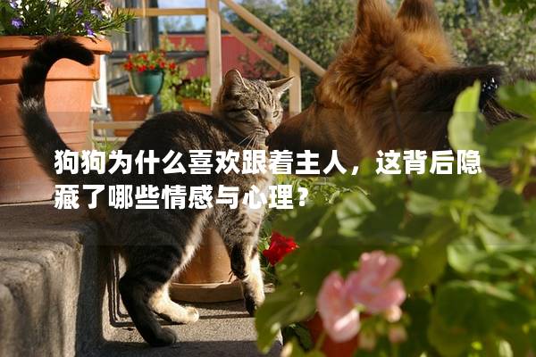 狗狗为什么喜欢跟着主人，这背后隐藏了哪些情感与心理？